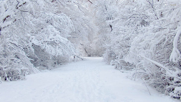 Snow on Trees